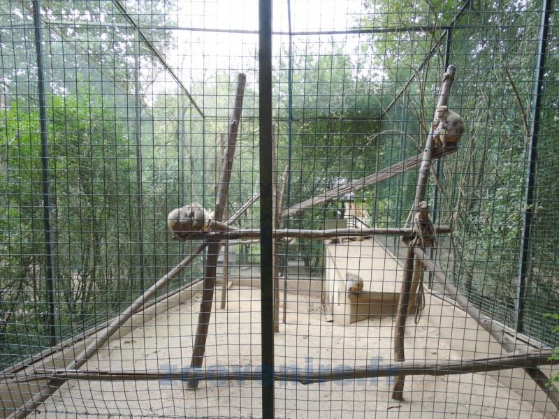 Installation des singes