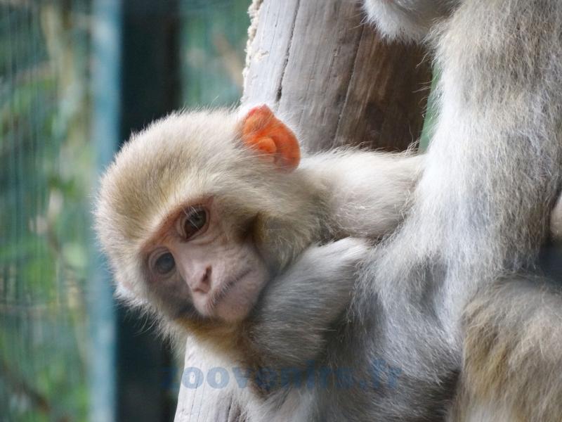 Macaque rhésus