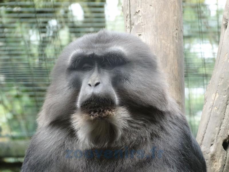Singe de Tonkéan 