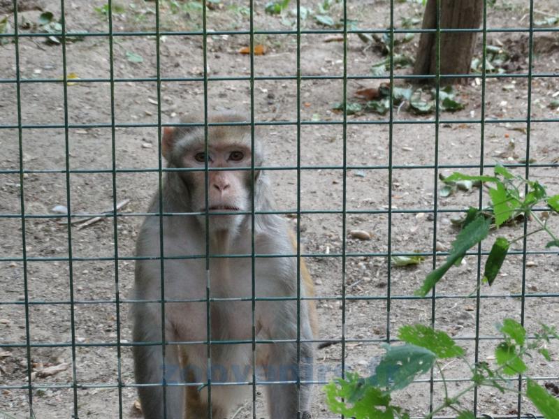Macaque rhésus