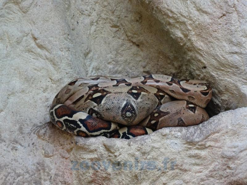 Boa constrictor