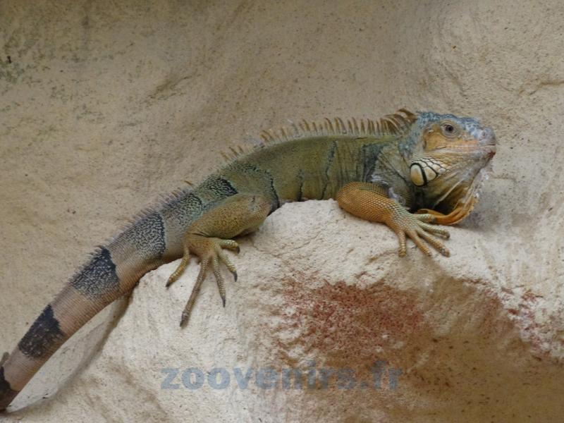 Iguane