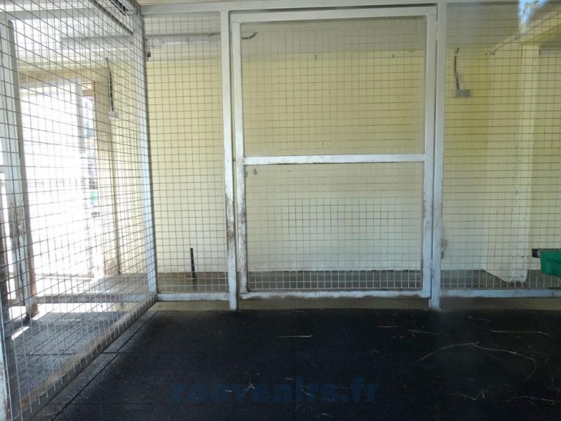 Loge: Tapir terrestre