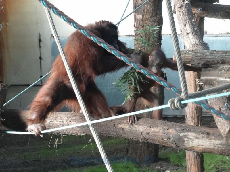Orang-outang de Bornéo