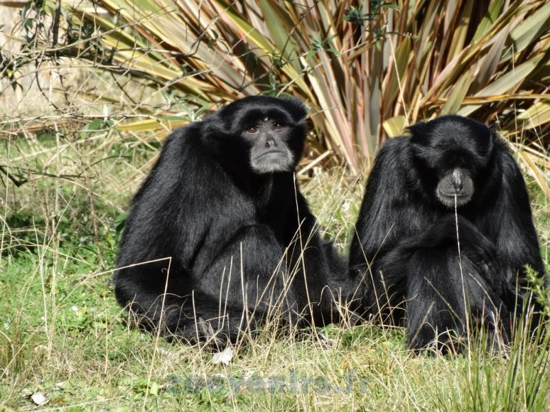 Siamang