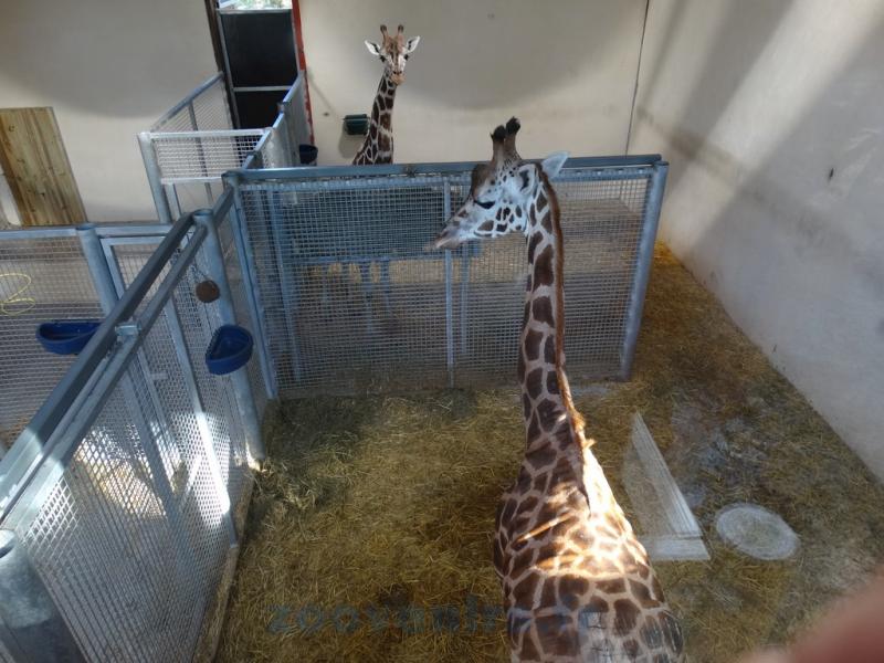 Loges: Girafe