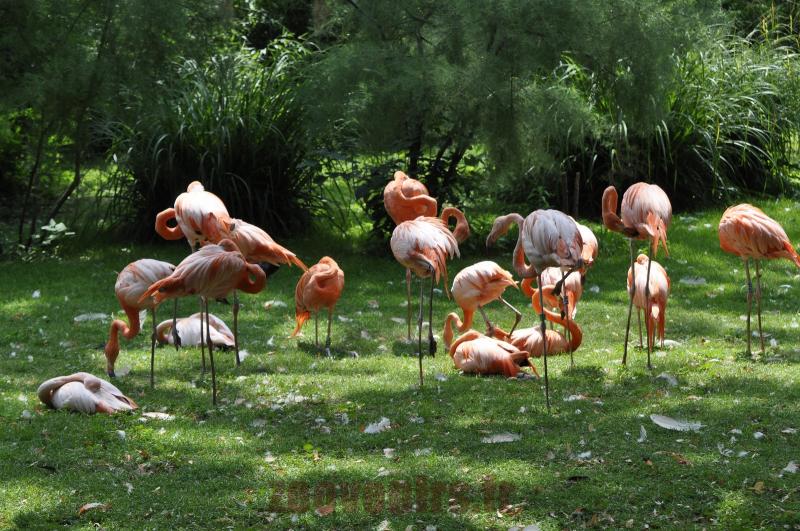 Flamant rose