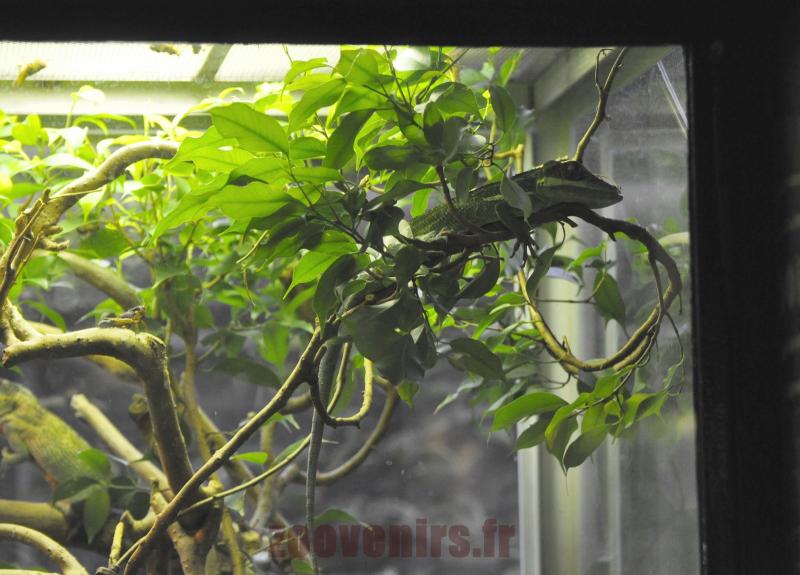 Anolis chevalier