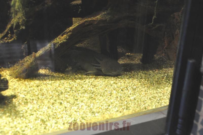 Axolotl