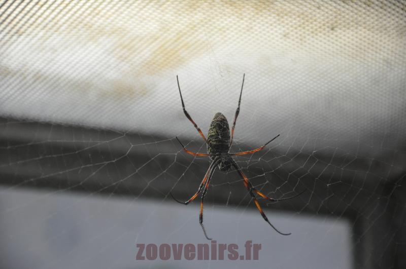 Néphyle de Madagascar 