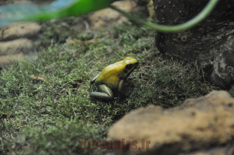 Phyllobate terrible
