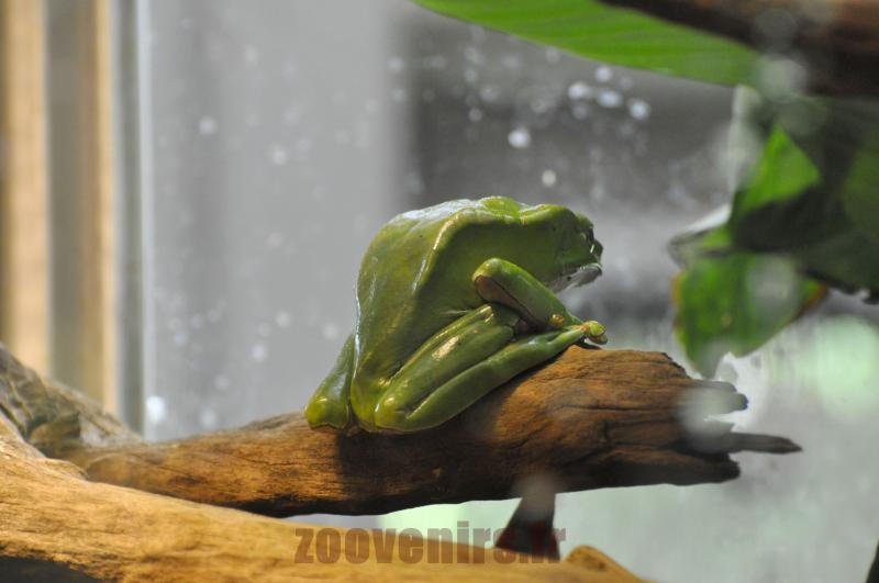 Phylloméduse singe de Guyane