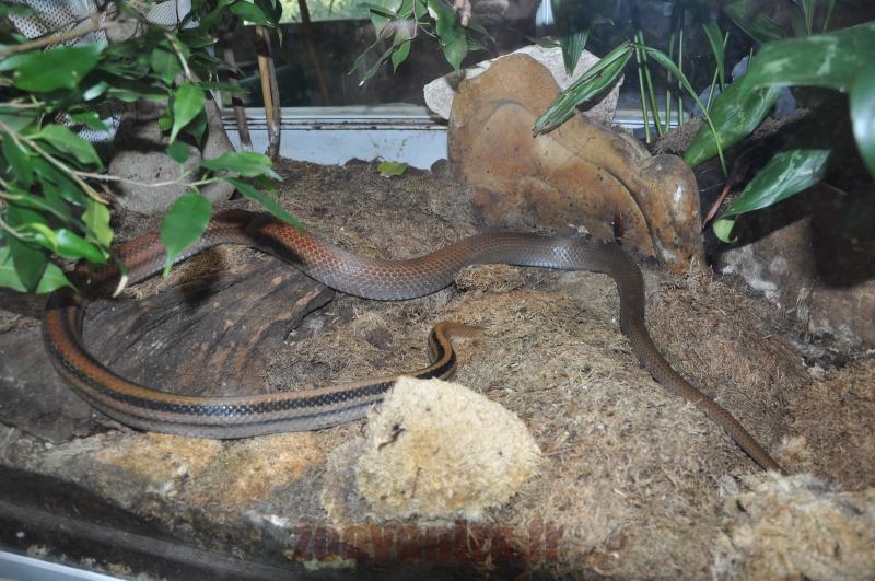 Serpent ratier à tête cuivrée