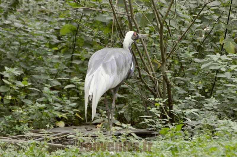 Grue à cou blanc 
