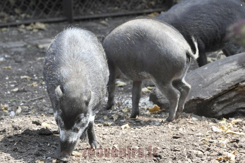 Sanglier de Visaya