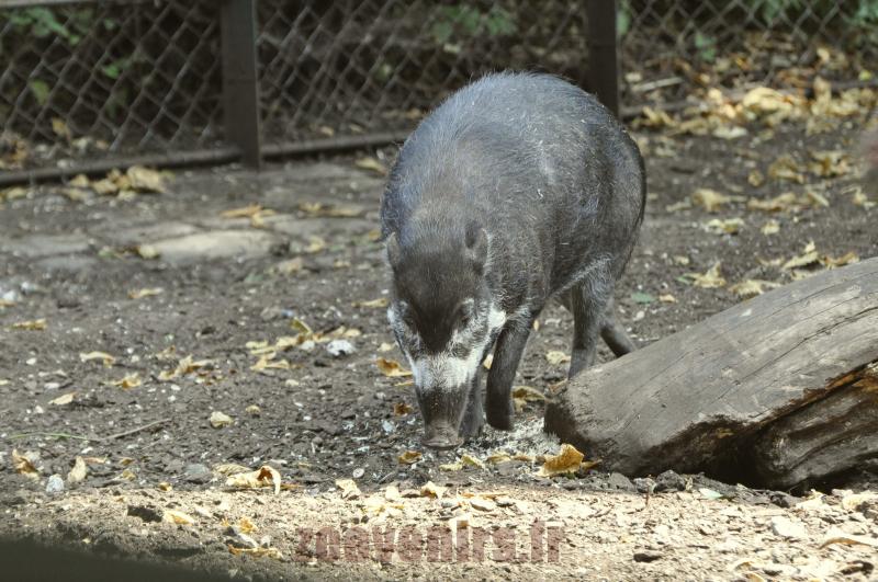 Sanglier de Visaya