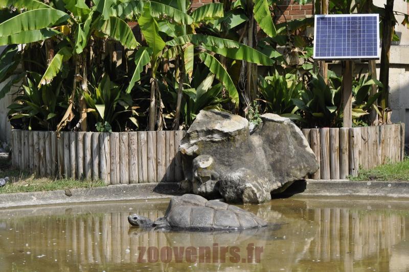 Tortue géante des Seychelles