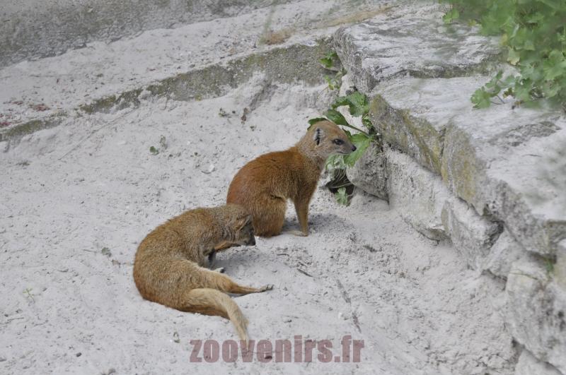 Mangouste fauve