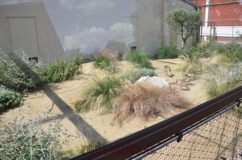 Outarde houbara
