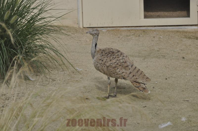 Outarde houbara