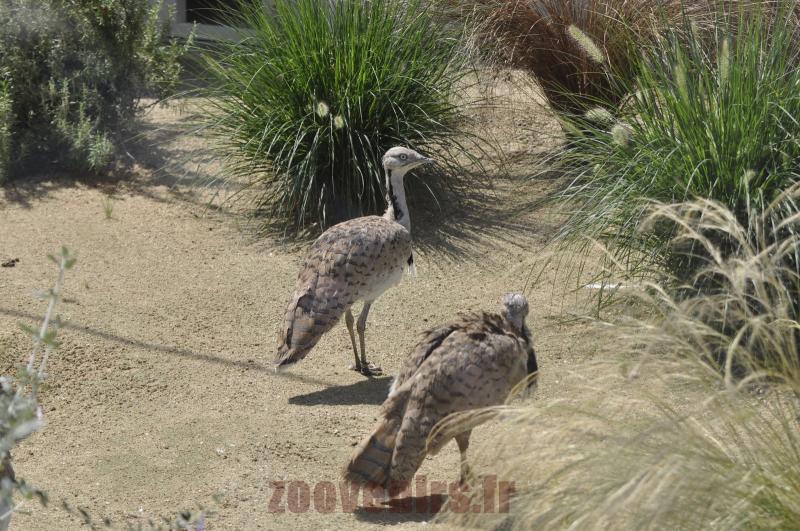 Outarde houbara