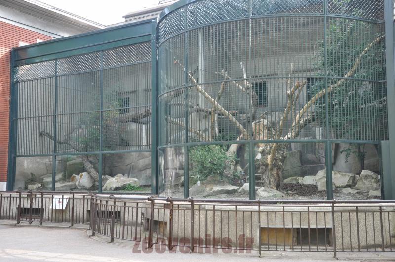 Caracal
