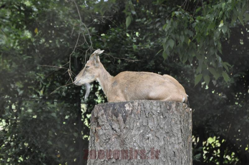 Markhor