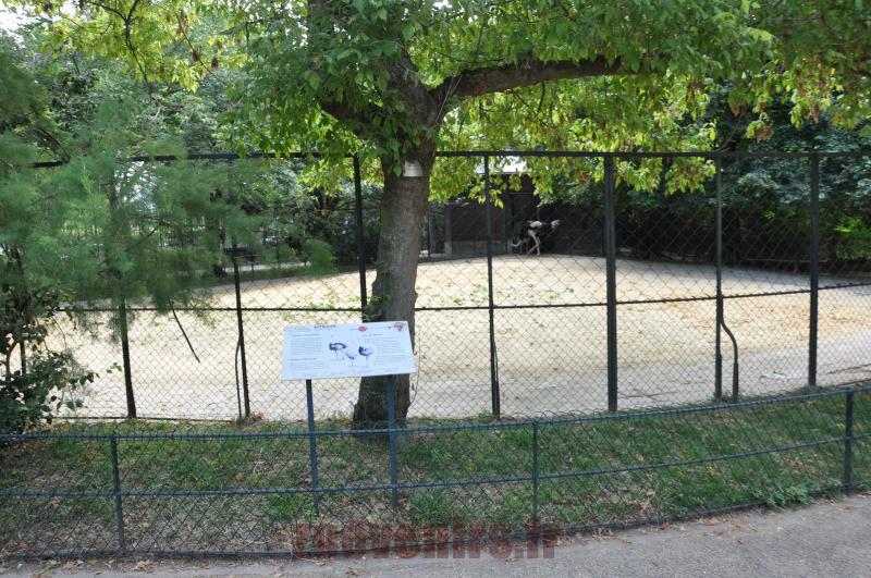 Autruche
