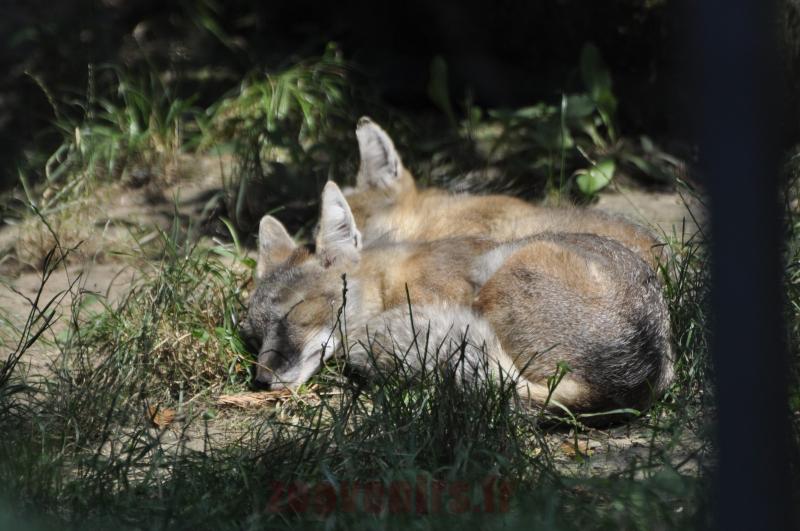 Renard des steppes