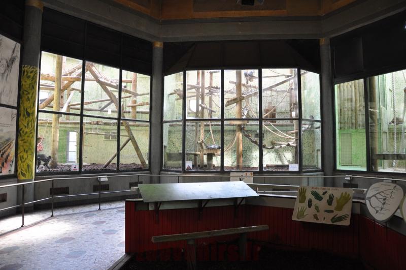 Loges intérieures des singes