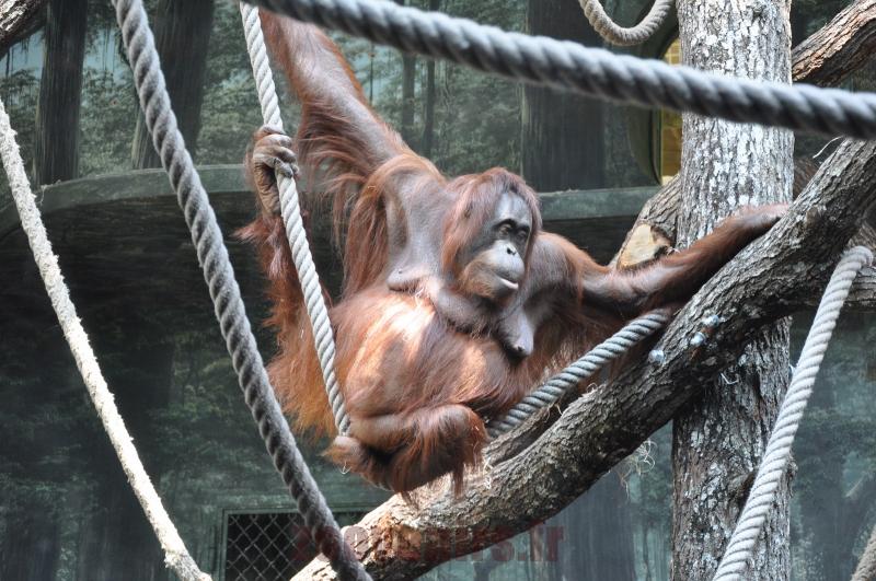 Orang-outang de Bornéo