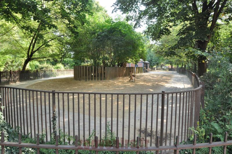 Lama - Mara