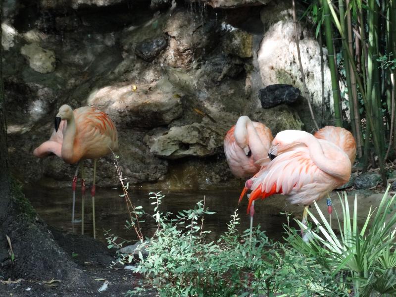 Flamant rose
