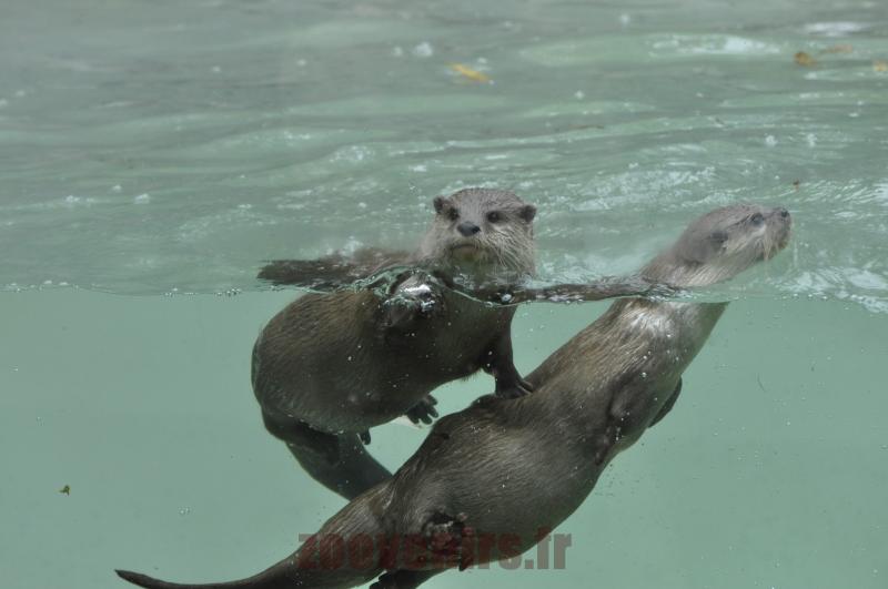 Loutre naine