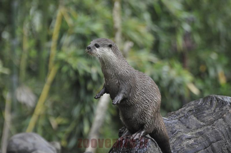 Loutre naine