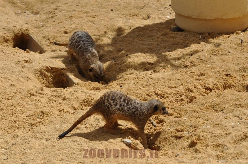Suricate