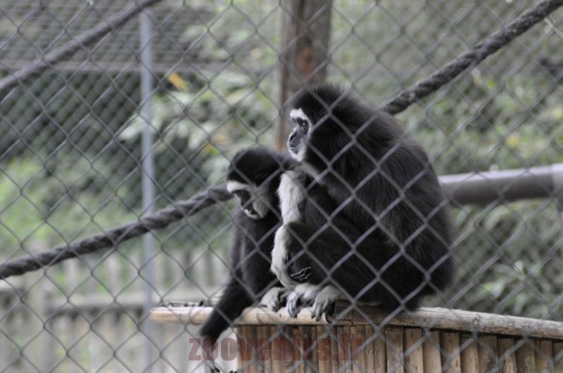 Gibbon lar