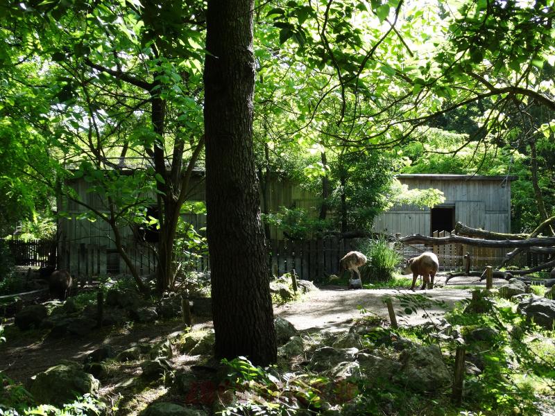 Loges de la pampa sud-américaine