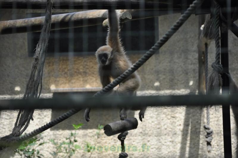 Gibbon à mains blanches