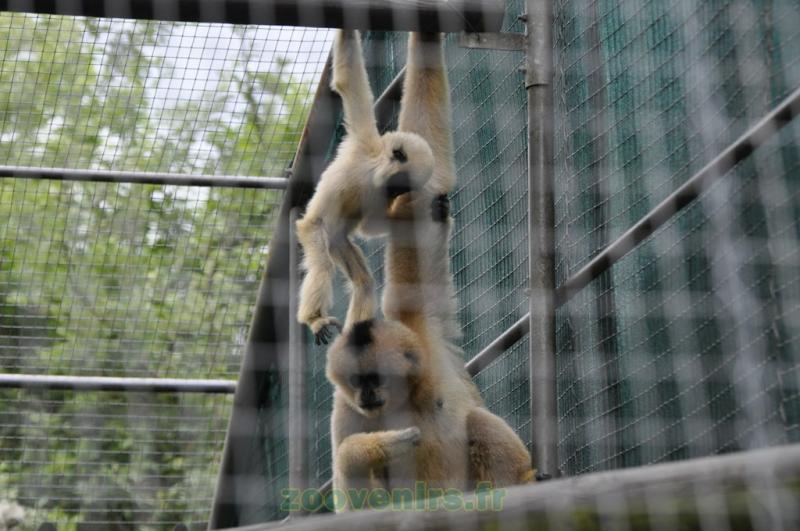 Gibbon à favoris blancs