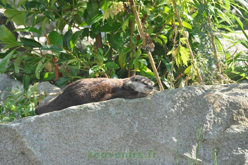 Loutre d'Asie