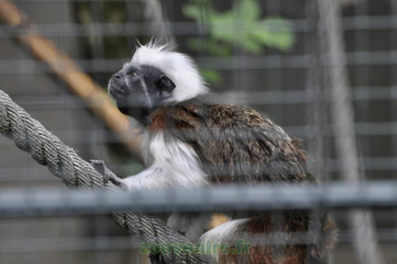 Tamarin pinché