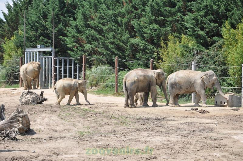 Éléphant d'Asie