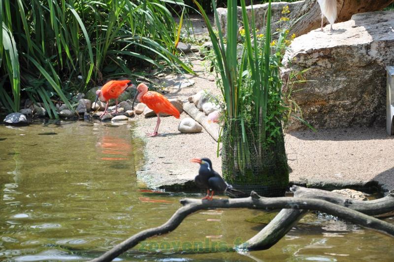 Sterne inca - Ibis rouge