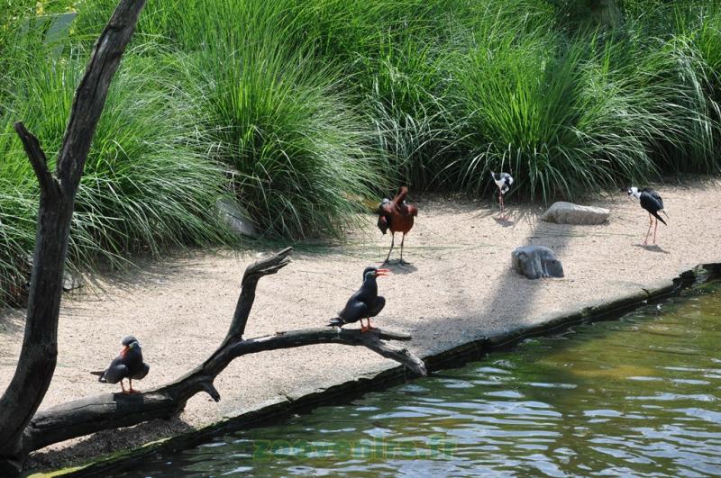 Ibis roue - Ibis facinelle - Échasse d'Amérique