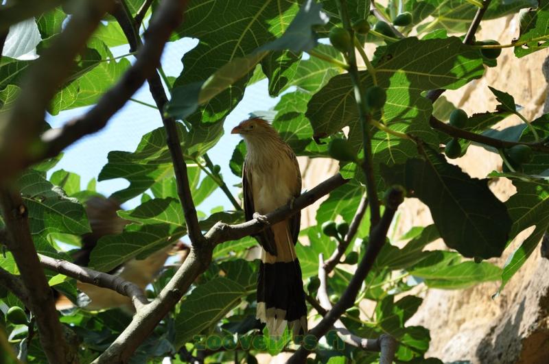 Guira cantara