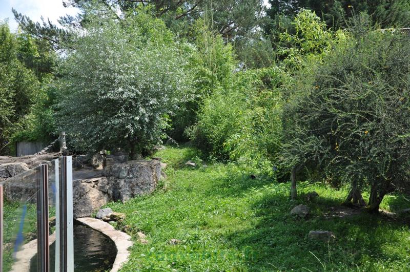 Loutre d'Asie