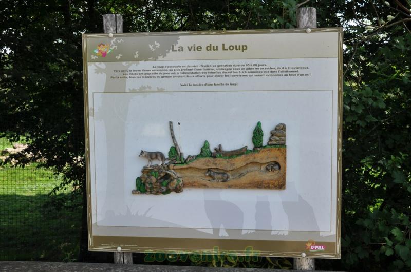 Loup gris d'Europe
