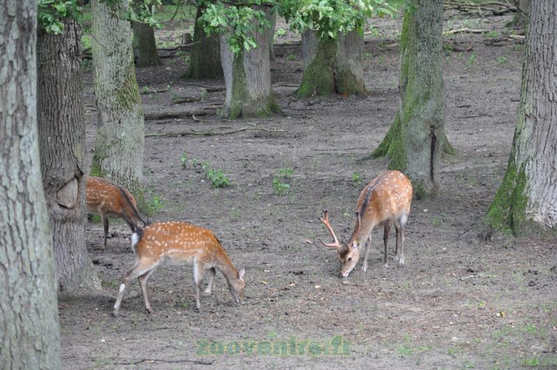 Cerf sika