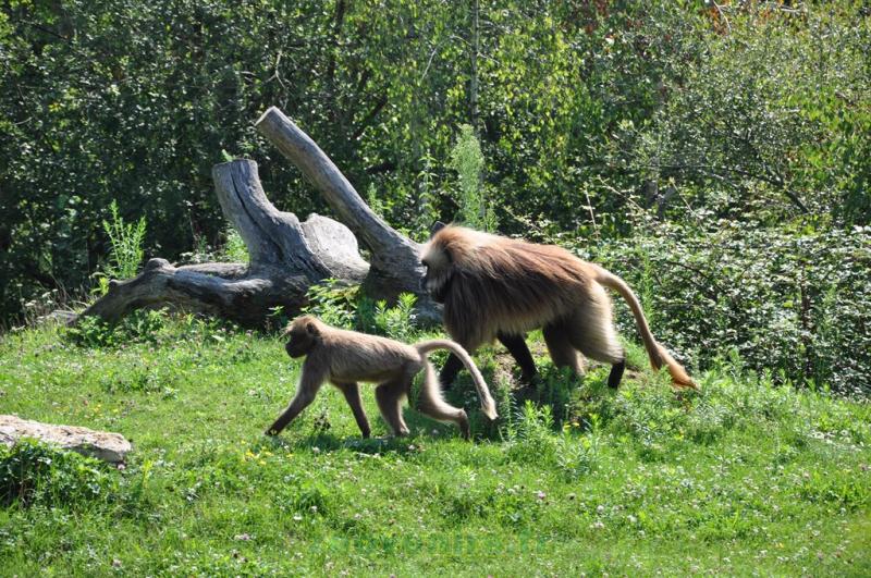 Gelada